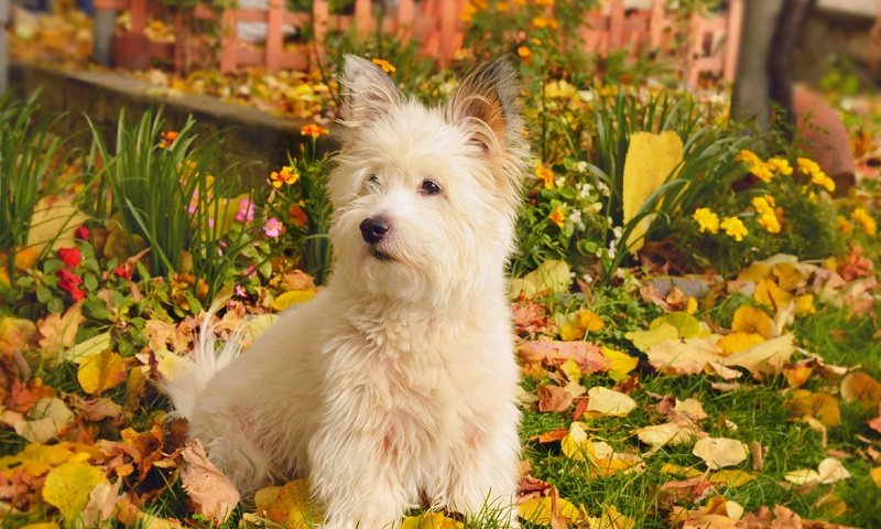 Обои природа, листва, осень, собачка, вест-хайленд-уайт-терьер, nature, foliage, autumn, dog, the west highland white terrier разрешение 2958x1847 Загрузить