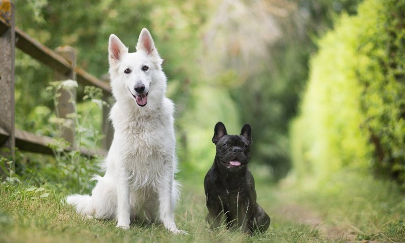 Обои природа, пара, друзья, собаки, боке, французский бульдог, две собаки, белая швейцарская овчарка, nature, pair, friends, dogs, bokeh, french bulldog, two dogs, the white swiss shepherd dog разрешение 6000x4000 Загрузить