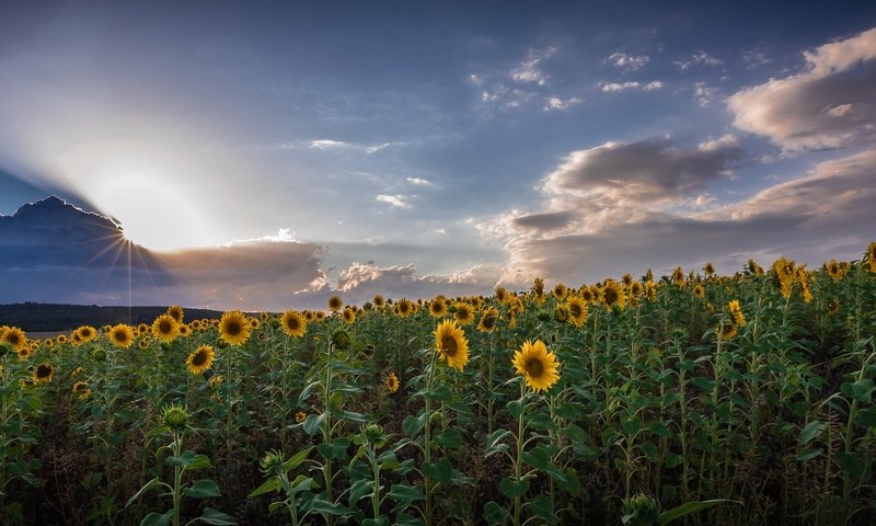 Обои небо, облака, природа, поле, лето, подсолнухи, the sky, clouds, nature, field, summer, sunflowers разрешение 2186x1080 Загрузить