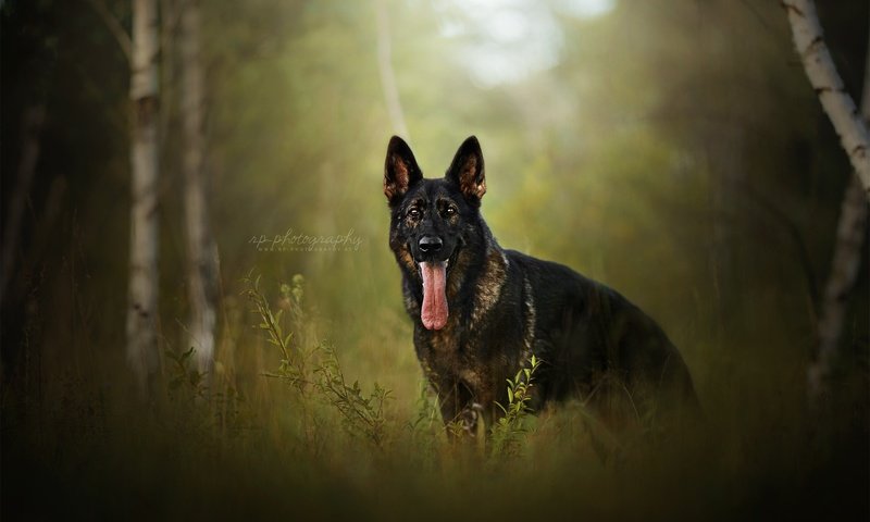 Обои природа, березы, собака, друг, язык, немецкая овчарка, nature, birch, dog, each, language, german shepherd разрешение 2048x1337 Загрузить