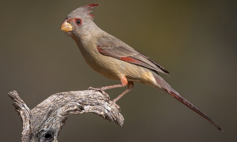 Обои птица, клюв, хвост, кардинал, самка, попугайный кардинал, bird, beak, tail, cardinal, female, parrot cardinal разрешение 2048x1283 Загрузить