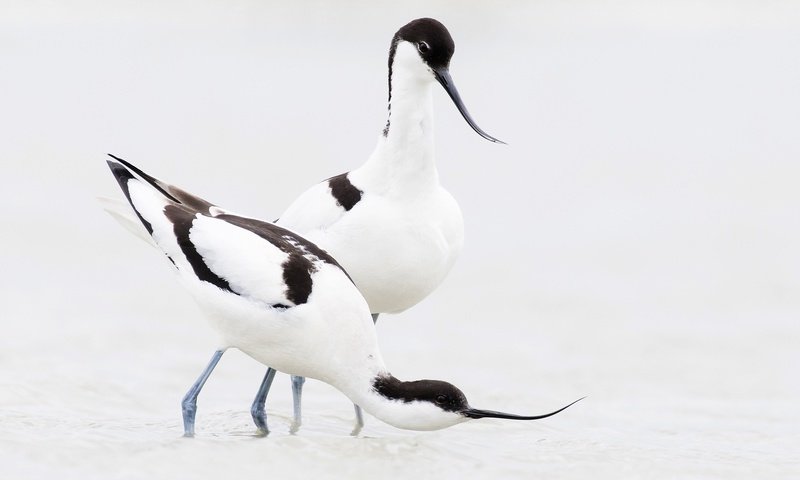 Обои птица, клюв, пара, шилоклювка, bird, beak, pair, pied avocet разрешение 2048x1233 Загрузить