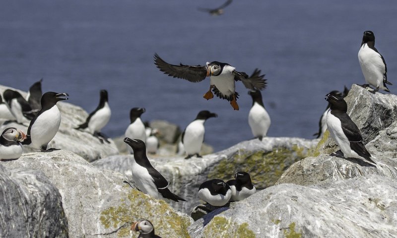 Обои камни, море, птицы, перья, тупик, атлантический тупик, stones, sea, birds, feathers, stalled, atlantic puffin разрешение 2048x1366 Загрузить