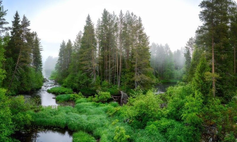 Обои деревья, река, природа, растения, лес, trees, river, nature, plants, forest разрешение 2048x1207 Загрузить