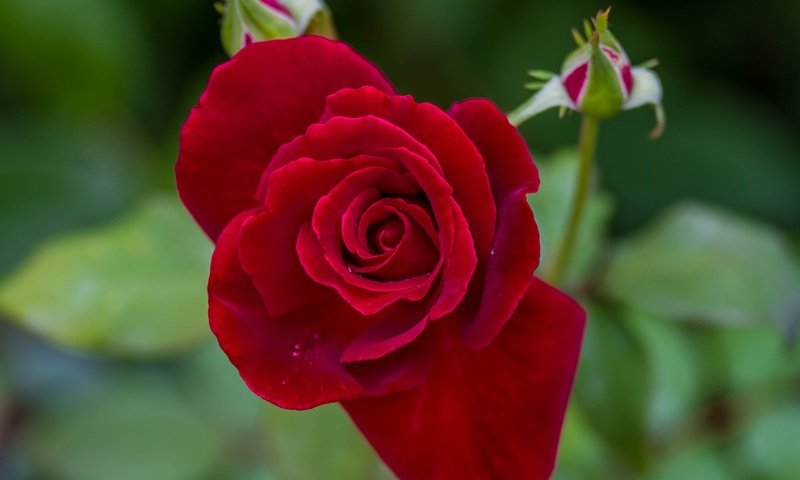 Обои бутоны, цветок, роза, лепестки, размытость, buds, flower, rose, petals, blur разрешение 5184x3456 Загрузить