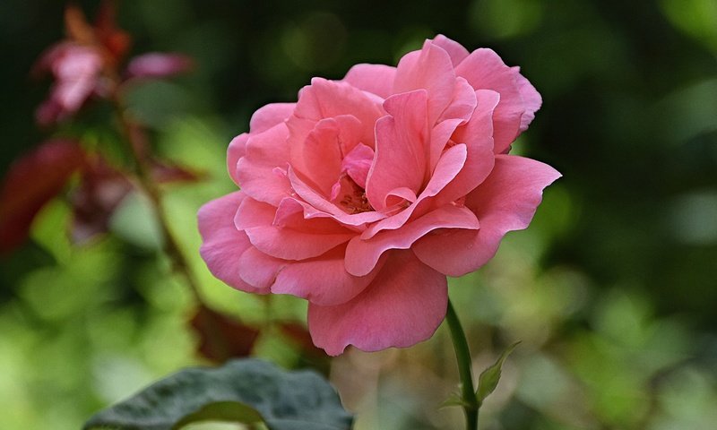 Обои цветок, роза, лепестки, размытость, стебель, розовая роза, flower, rose, petals, blur, stem, pink rose разрешение 5223x3494 Загрузить