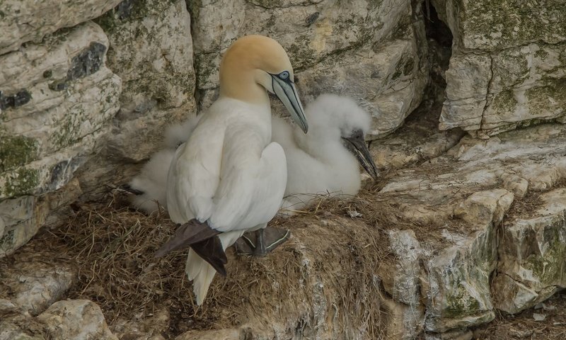 Обои скалы, птицы, гнездо, олуша, северная олуша, rocks, birds, socket, gannet, the northern gannet разрешение 2048x1349 Загрузить