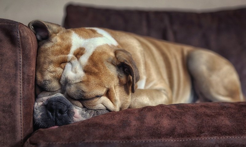 Обои сон, собака, дом, друг, уют, бульдог, английский бульдог, sleep, dog, house, each, comfort, bulldog, english bulldog разрешение 2048x1175 Загрузить