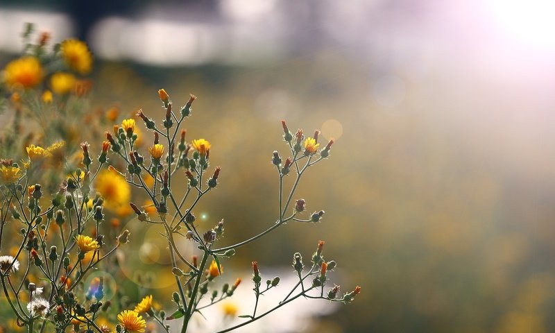 Обои солнце, блики, полевые цветы, цветочки, стебельки, the sun, glare, wildflowers, flowers, stems разрешение 1920x1280 Загрузить