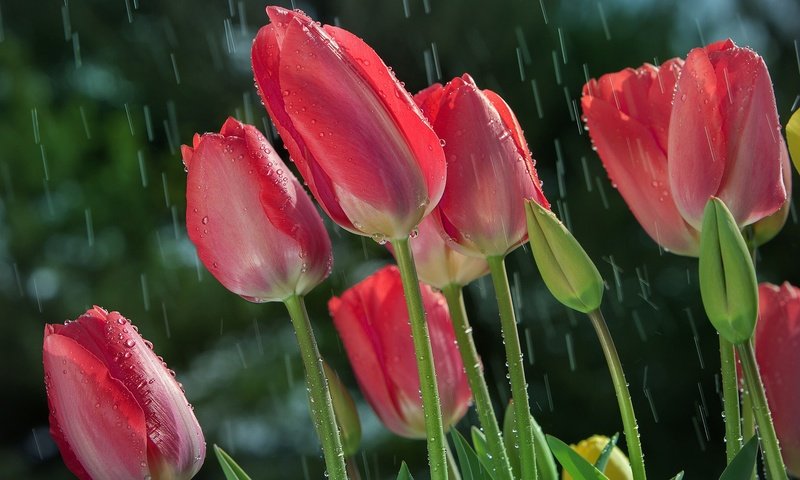 Обои цветы, солнце, бутоны, капли, весна, дождь, тюльпаны, стебли, flowers, the sun, buds, drops, spring, rain, tulips, stems разрешение 2048x1365 Загрузить