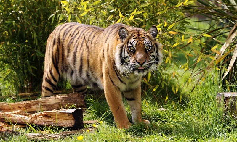 Обои тигр, морда, трава, ветки, взгляд, хищник, тигренок, дикая кошка, амурский, amur, tiger, face, grass, branches, look, predator, wild cat разрешение 2048x1365 Загрузить