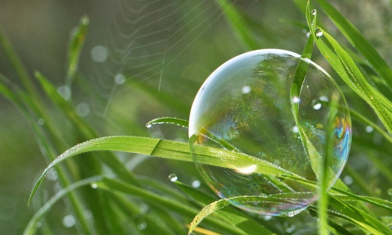 Обои трава, природа, макро, капли, паутина, боке, мыльный пузырь, grass, nature, macro, drops, web, bokeh, bubble разрешение 2048x1366 Загрузить