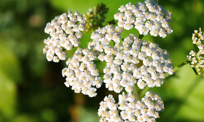 Обои цветы, белый, соцветия, боке, тысячелистник, flowers, white, inflorescence, bokeh, yarrow разрешение 4272x2848 Загрузить