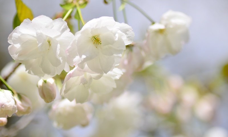 Обои ветка, цветение, размытость, весна, сакура, branch, flowering, blur, spring, sakura разрешение 2048x1356 Загрузить