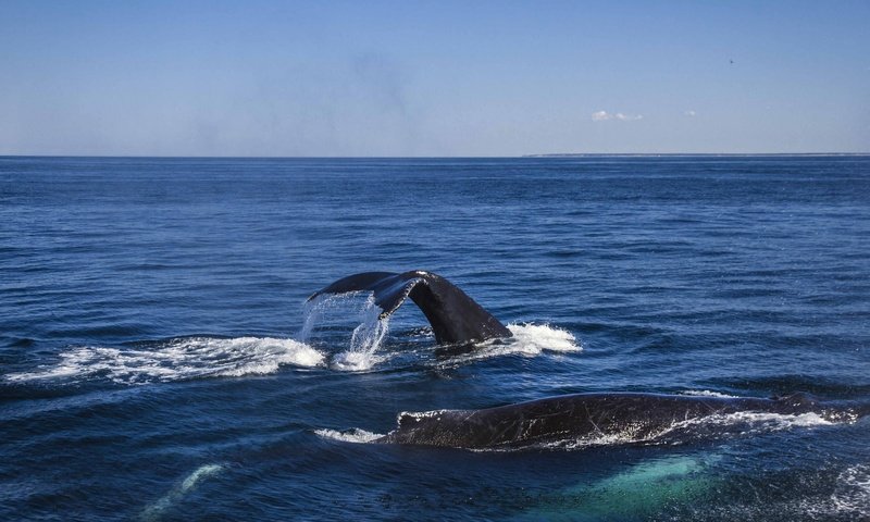 Обои вода, океан, киты, кашалот, water, the ocean, whales, sperm whale разрешение 2048x1340 Загрузить