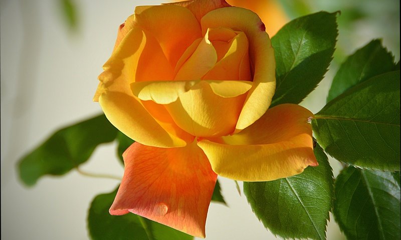 Обои листья, цветок, роза, лепестки, желтая роза, leaves, flower, rose, petals, yellow rose разрешение 4008x3117 Загрузить