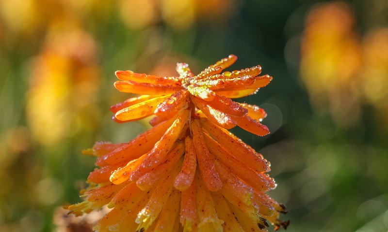 Обои природа, фон, цветок, книфофия, nature, background, flower, kniphofia разрешение 4896x2760 Загрузить