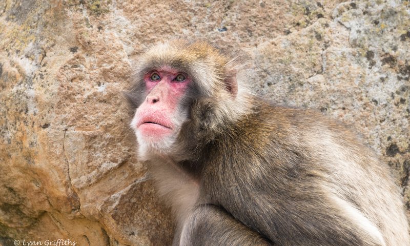 Обои обезьяна, макака, японская макака, японский макак, lynn griffiths, monkey, japanese macaque, japanese macaques разрешение 2880x1920 Загрузить