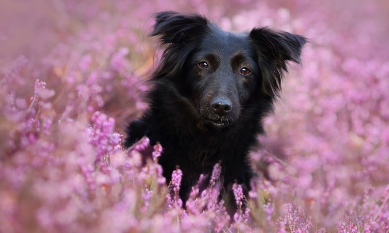 Обои цветы, мордочка, взгляд, собака, linda kohler, flowers, muzzle, look, dog разрешение 1920x1200 Загрузить