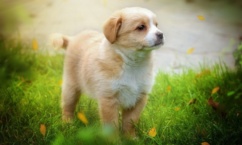 Обои трава, листья, мордочка, взгляд, собака, щенок, grass, leaves, muzzle, look, dog, puppy разрешение 1920x1200 Загрузить