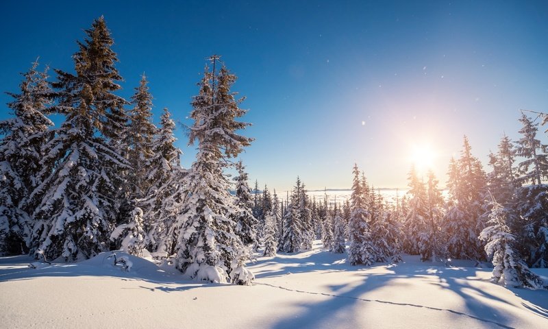 Обои небо, деревья, снег, природа, лес, зима, пейзаж, the sky, trees, snow, nature, forest, winter, landscape разрешение 2880x1800 Загрузить