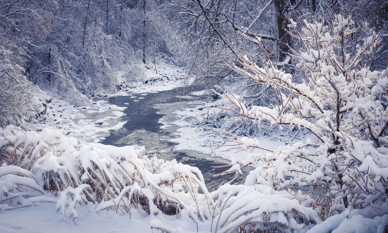 Обои деревья, река, снег, природа, лес, зима, пейзаж, trees, river, snow, nature, forest, winter, landscape разрешение 2880x1800 Загрузить