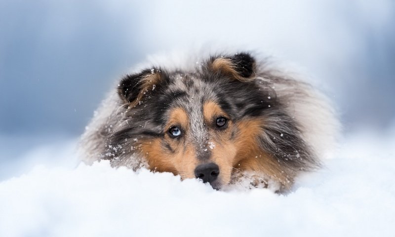 Обои снег, зима, собака, колли, шотландская овчарка, snow, winter, dog, collie, scottish shepherd разрешение 1920x1080 Загрузить