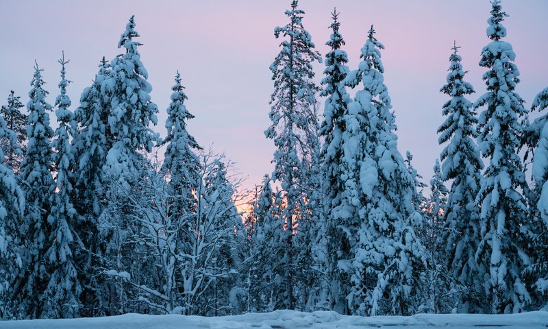 Обои деревья, снег, природа, лес, зима, ели, trees, snow, nature, forest, winter, ate разрешение 3840x2400 Загрузить