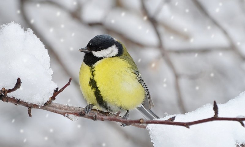 Обои ветка, снег, зима, птица, клюв, перья, синица, branch, snow, winter, bird, beak, feathers, tit разрешение 1920x1200 Загрузить