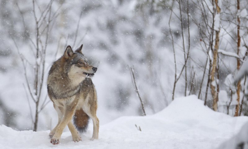 Обои зима, хищник, волк, winter, predator, wolf разрешение 2880x1800 Загрузить
