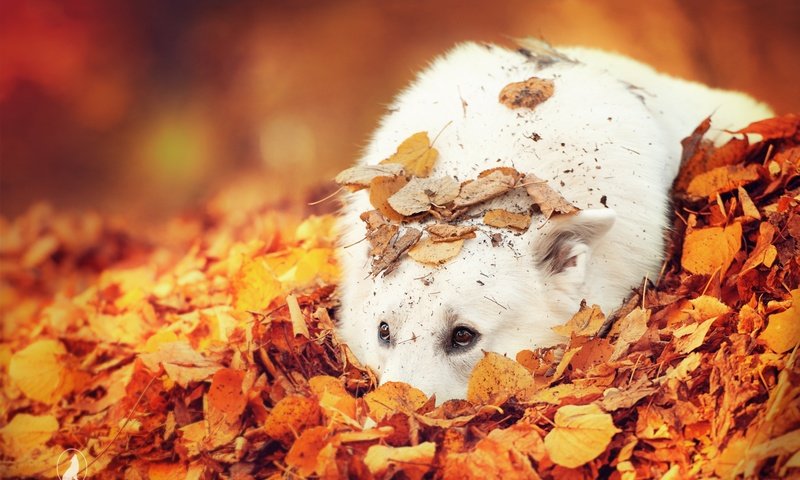 Обои глаза, листья, взгляд, осень, собака, белая швейцарская овчарка, eyes, leaves, look, autumn, dog, the white swiss shepherd dog разрешение 1920x1200 Загрузить