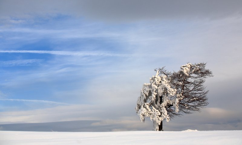 Обои небо, снег, природа, дерево, зима, пейзаж, ветер, the sky, snow, nature, tree, winter, landscape, the wind разрешение 3840x2400 Загрузить