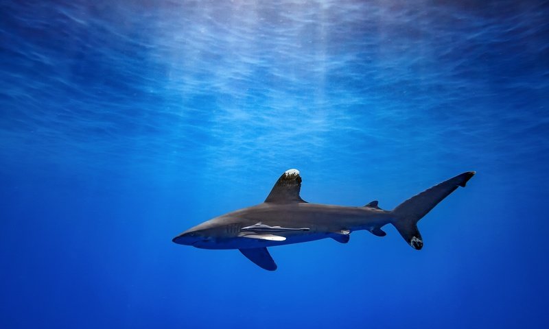 Обои океан, акула, подводный мир, the ocean, shark, underwater world разрешение 1920x1080 Загрузить