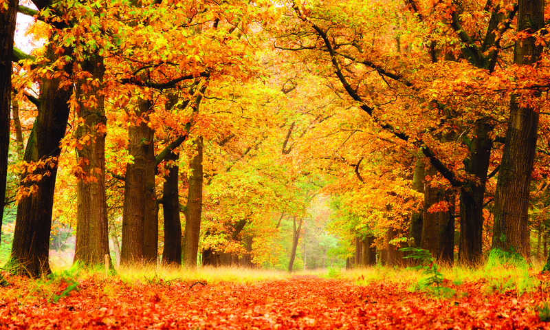 Обои деревья, природа, листья, парк, осень, аллея, trees, nature, leaves, park, autumn, alley разрешение 3840x2400 Загрузить