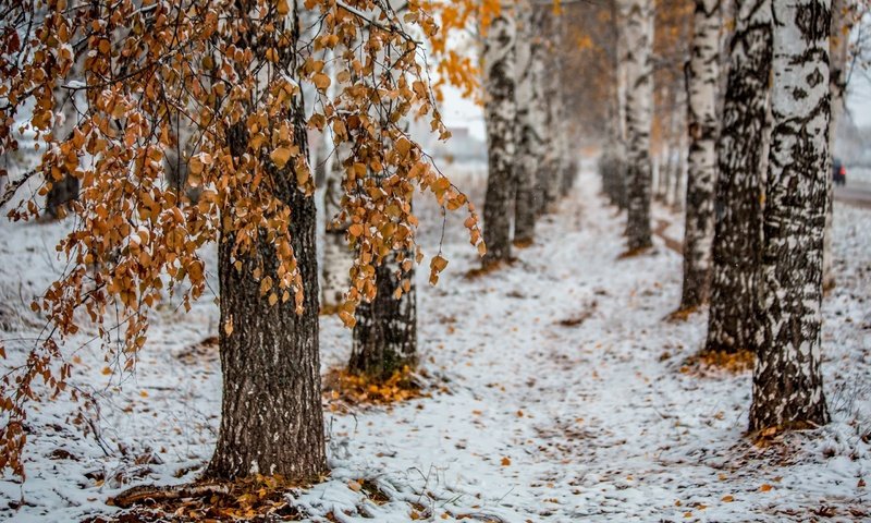 Обои деревья, снег, природа, лес, листья, зима, стволы, березы, trees, snow, nature, forest, leaves, winter, trunks, birch разрешение 2560x1600 Загрузить