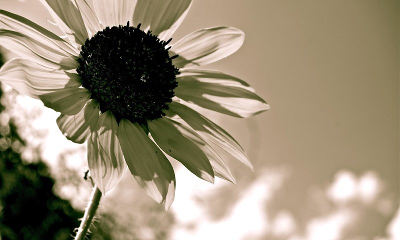 Обои цветок, лепестки, чёрно-белое, подсолнух, flower, petals, black and white, sunflower разрешение 3872x2592 Загрузить