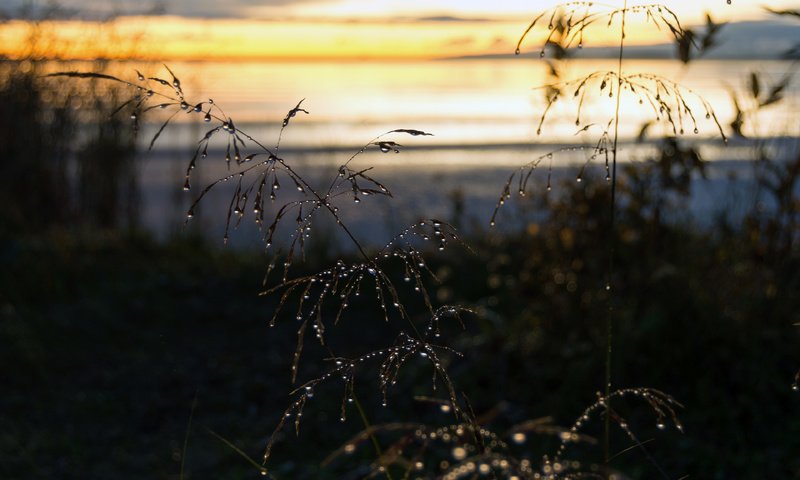 Обои трава, макро, роса, капли, колоски, растение, grass, macro, rosa, drops, spikelets, plant разрешение 3840x2400 Загрузить