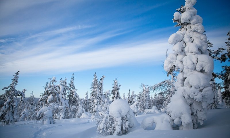 Обои небо, облака, деревья, снег, природа, лес, зима, the sky, clouds, trees, snow, nature, forest, winter разрешение 2560x1600 Загрузить