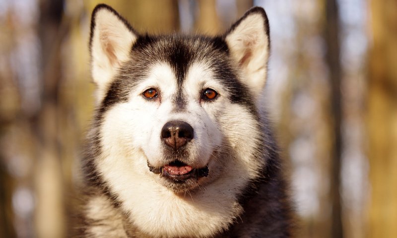 Обои мордочка, взгляд, собака, хаски, аляскинский маламут, северная ездовая, muzzle, look, dog, husky, alaskan malamute, northern sled разрешение 3840x2400 Загрузить