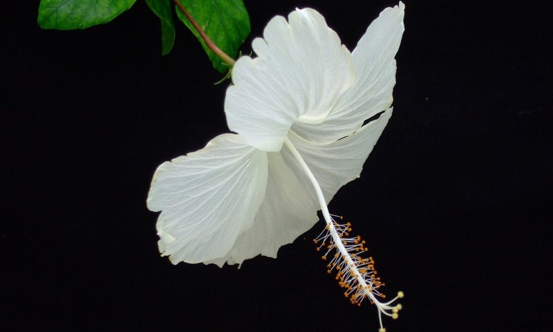 Обои макро, фон, цветок, лепестки, черный фон, гибискус, macro, background, flower, petals, black background, hibiscus разрешение 2880x1780 Загрузить