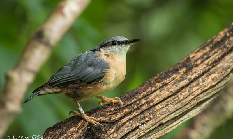 Обои природа, дерево, птица, клюв, перья, поползень, lynn griffiths, nature, tree, bird, beak, feathers, nuthatch разрешение 3842x2565 Загрузить