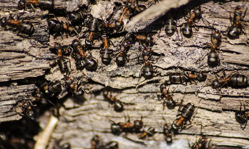 Обои природа, макро, насекомые, муравьи, aristovart, nature, macro, insects, ants разрешение 4216x3264 Загрузить