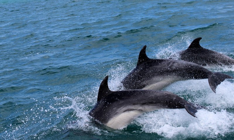 Обои вода, море, брызги, дельфины, дельфин, water, sea, squirt, dolphins, dolphin разрешение 4149x2534 Загрузить