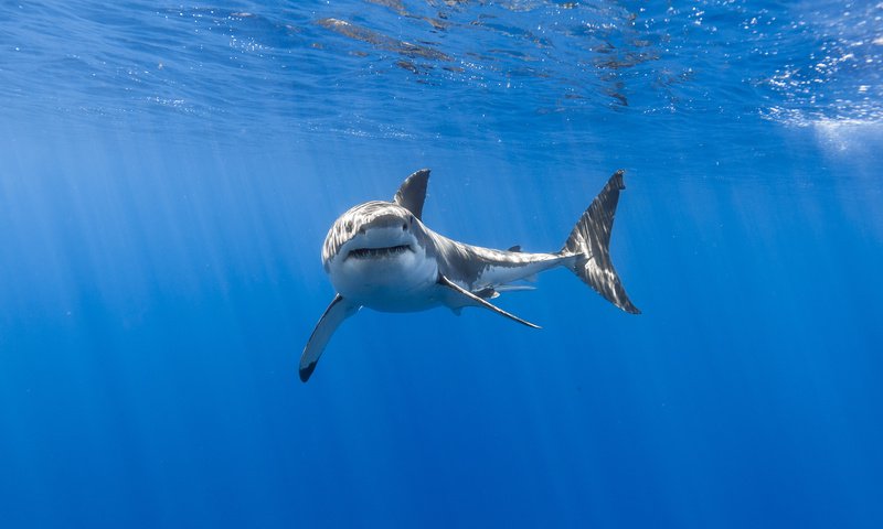 Обои акула, подводный мир, белая акула, shark, underwater world, white shark разрешение 5760x3840 Загрузить