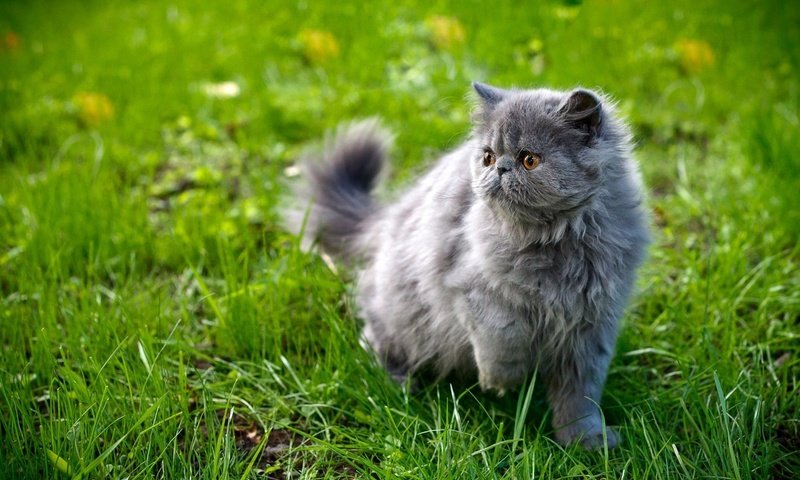 Обои трава, кот, мордочка, усы, кошка, взгляд, персидская, grass, cat, muzzle, mustache, look, persian разрешение 1920x1200 Загрузить