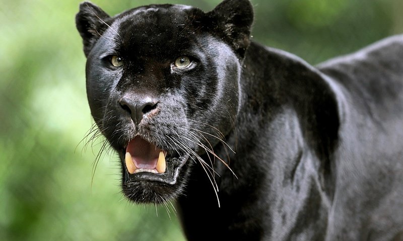 Обои хищник, большая кошка, пантера, черный ягуар, predator, big cat, panther, black jaguar разрешение 2880x1800 Загрузить