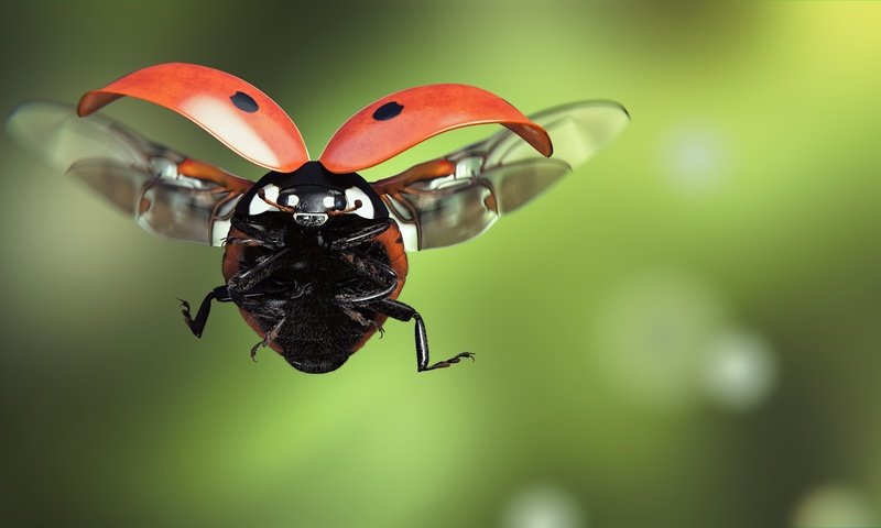 Обои арт, насекомое, полет, крылья, божья коровка, monteillard-damien, art, insect, flight, wings, ladybug разрешение 1920x1080 Загрузить