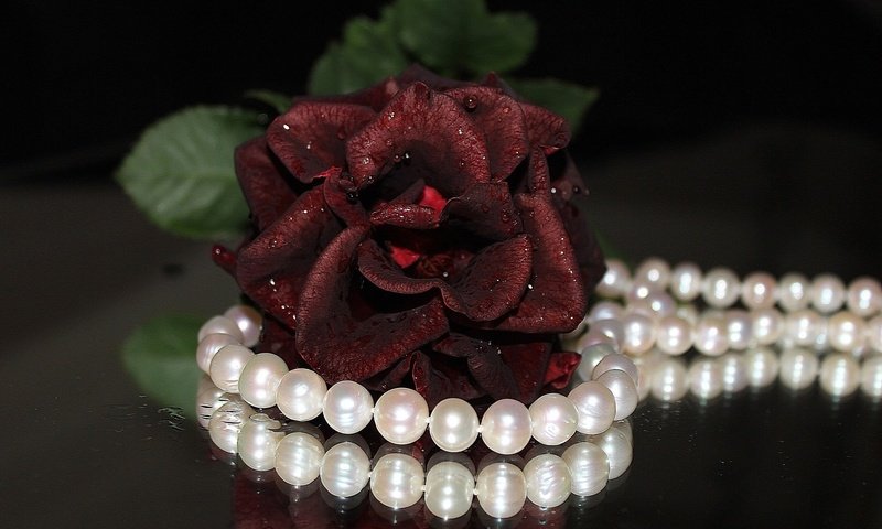 Обои цветок, роза, украшение, ожерелье, жемчуг, flower, rose, decoration, necklace, pearl разрешение 1920x1200 Загрузить