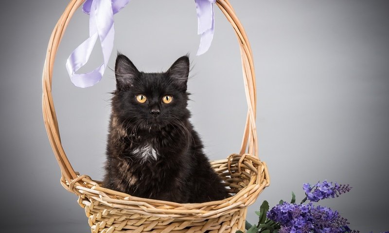 Обои цветы, кот, кошка, черный, корзина, flowers, cat, black, basket разрешение 2000x1632 Загрузить