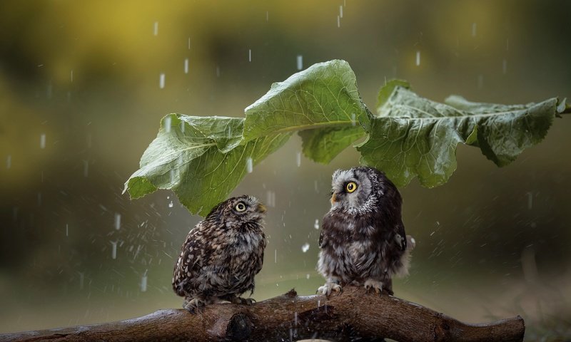 Обои лист, птицы, дождь, парочка, зонтик, коряга, совы, tanja brandt, sheet, birds, rain, a couple, umbrella, snag, owls разрешение 2048x1363 Загрузить
